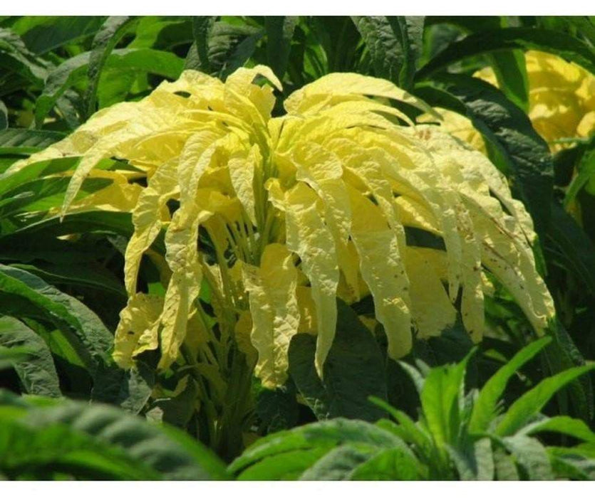 Amaranthus FLOWERS Seeds -(Yellow) - Caribbeangardenseed