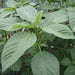JUTE GREENS, Egyptian Spinach (Live Plants ) Asian Vegetable, - Caribbeangardenseed