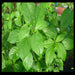 JUTE GREENS, Egyptian Spinach (Live Plants ) Asian Vegetable, - Caribbeangardenseed