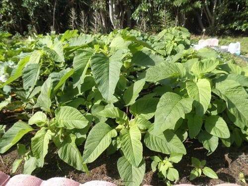 Jamaican Callaloo, (Live Plants ) Edible Amaranth ,Asian Vegetable - Caribbeangardenseed