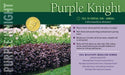 Alternanthera Seeds - Purple Knigh FLOWERS - Caribbeangardenseed