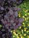 Alternanthera Seeds - Purple Knigh FLOWERS - Caribbeangardenseed