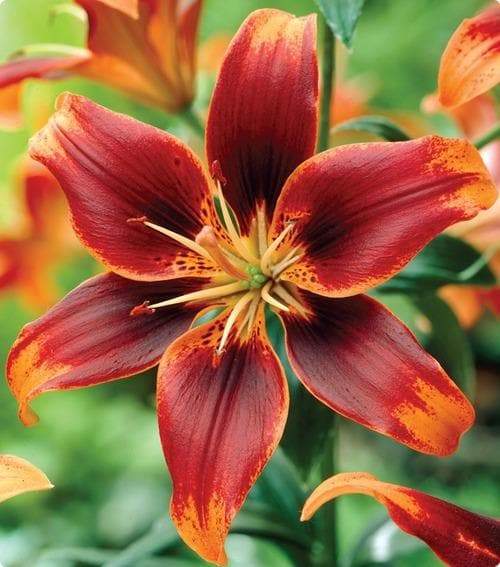 Asiatic Lily Bulbs ( Forever Susan ) FLOWERS - Caribbeangardenseed