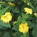 Four O'Clock Seeds - Yellow (Mirabilis Jalapa Yellow) ANNUAL FLOWERS - Caribbeangardenseed