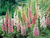 FOXGLOVE MIXED,Flower Seeds,Purple,Cream,Pink,White ! Perfect for the cottage garden or bordering the back of the perennial garden - Caribbeangardenseed