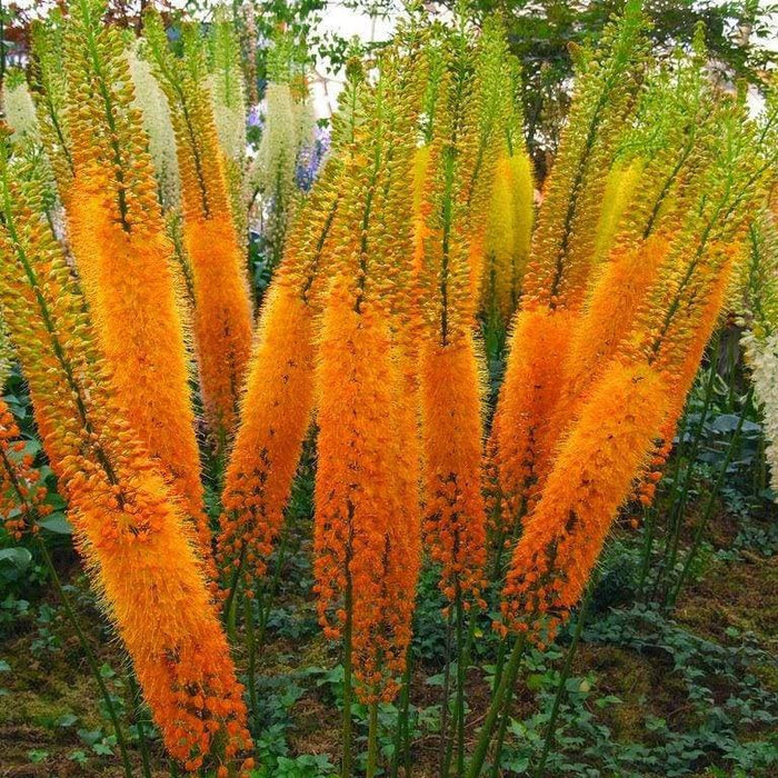 ORANGE Eremurus (Foxtail Lily) Bareroot plant - Caribbeangardenseed