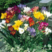Freesia Bulbs-Double Mix (Fragrant) Excellent cut flowers - Caribbeangardenseed