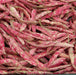 French Horticulture'bean ,Vegetable Seeds ! - Caribbeangardenseed