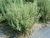 French Thyme Seeds -, Organic Perennial Herb - Caribbeangardenseed
