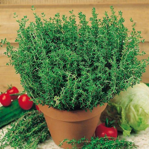 French Thyme Seeds -, Organic Perennial Herb - Caribbeangardenseed