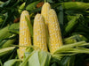 DELECTABLE bi- Color Sweet Corn Seeds. - Caribbeangardenseed