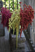 Love Lies Bleeding (Amaranthus Caudatus MIXED) FLOWERS Seeds, - Caribbeangardenseed