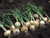 Walla Walla Onion Plants - Caribbeangardenseed