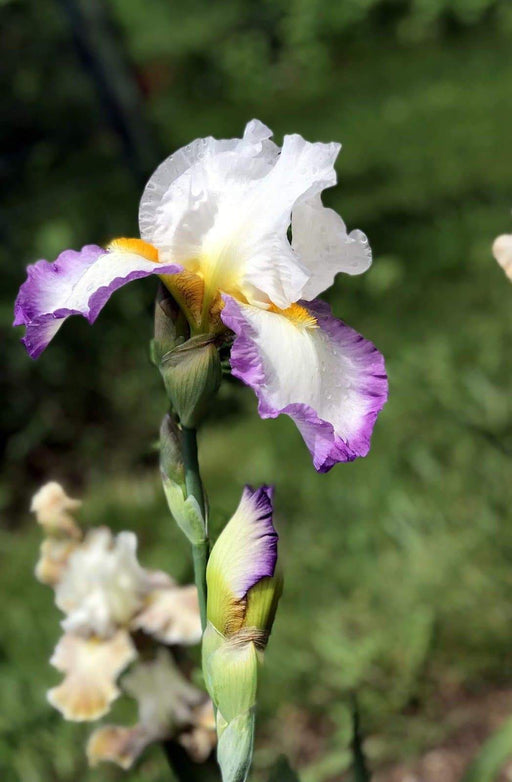 Tall Bearded Iris (Iris 'Starting Fresh') ,Perennial Plant Rhizome - Caribbeangardenseed