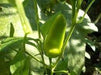 Fresno chili, Pepper seeds,Capsicum Annuum - Caribbeangardenseed