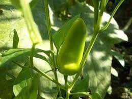 Fresno chili, Pepper seeds,Capsicum Annuum - Caribbeangardenseed