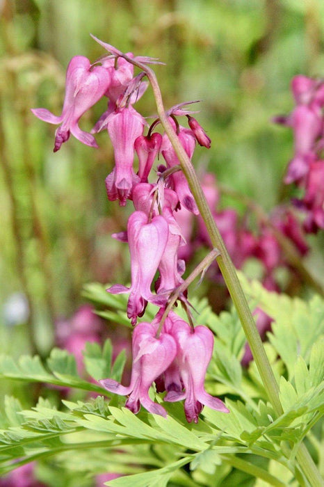 Fringed Bleeding Heart - Dicentra Eximia Seeds - Great Flowers for Shaded Area ! - Caribbeangardenseed