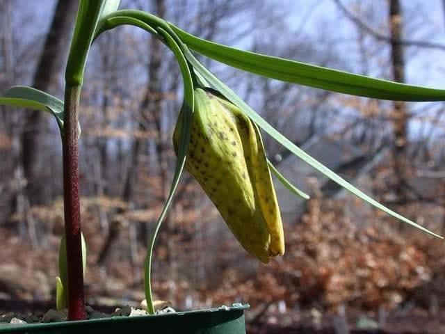 FRITILLARIA collina Seeds ,yellow with purple checkered pattern,Perennial - Caribbeangardenseed