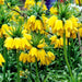 Fritillaria imperialis Lutea - Bulb - Deer and Rodents Won't Eat - Caribbeangardenseed