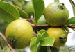 25 TROPICAL GUAVA PLANT SEED(Psidium Guajava) Fruit Tree Shrub-Perennial ! - Caribbeangardenseed