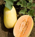 Crenshaw Melon Seeds,HEIRLOOM Cucumis melo, Organic , Utreated non gmo - Caribbeangardenseed