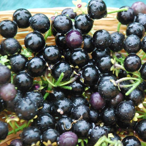 Wonderberry Seeds a.k.a. Garden Huckleberry, Sunberry,Organic (Solanum burbankii) - Caribbeangardenseed