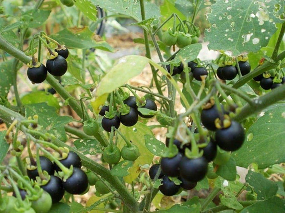 Wonderberry Seeds a.k.a. Garden Huckleberry, Sunberry,Organic (Solanum burbankii) - Caribbeangardenseed