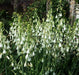 SUMMER HYACINTH,(Galtonia viridiflora) Bulbs ,Perennial - Caribbeangardenseed
