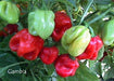 Habanero Gambia Red ,HOT Pepper Seeds, (Capsicum chinense) - Caribbeangardenseed