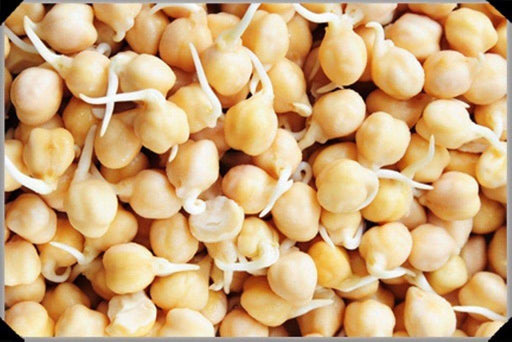 Garbanzo Growing or Sprouting Seeds/Chickpea Seeds (Cicer arietinum,Chana - Caribbeangardenseed