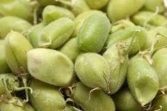 Garbanzo Growing or Sprouting Seeds/Chickpea Seeds (Cicer arietinum,Chana - Caribbeangardenseed