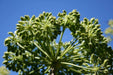 Garden Angelica Seeds, BIENNIAL HERB - Caribbeangardenseed