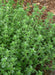 Garden Thyme or English Thyme.Herb Seeds - (Thymus Vulgaris) very hardy perennial, - Caribbeangardenseed