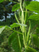 Long GREEN Pod Okra, Ladies Finger seeds, Gumbo, early maturing, - Caribbeangardenseed