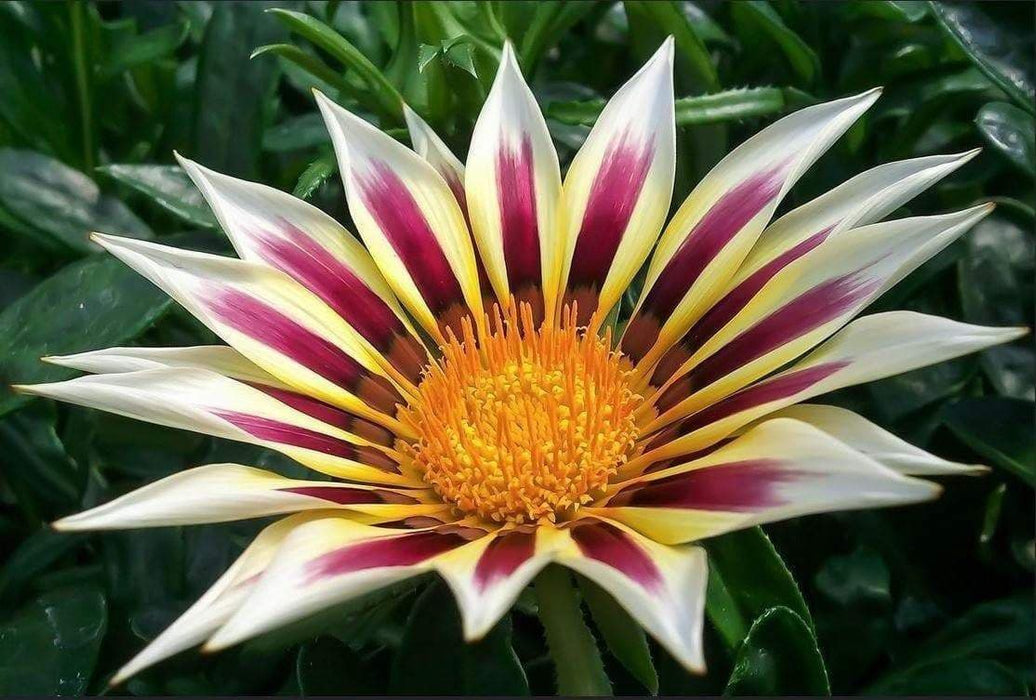 Gazania New Day Rose Stripe -Flowers Seeds, Border,Containers and Baskets ! - Caribbeangardenseed