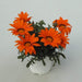 Gazania Seeds- GAZOO ORANGE with Ring-Perfect For Front Border,Containers and Baskets ! - Caribbeangardenseed