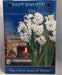 Paperwhite gift set ,-Grow this fragrant beauty.suited to forcing - Caribbeangardenseed