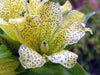 Gentian Seeds - Spotted ( Gentiana Punctata ) Yellow Herb Flower,-Perennial ! - Caribbeangardenseed