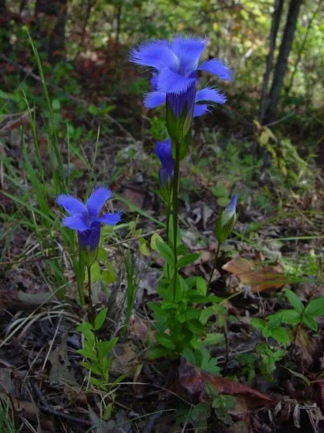 Gentiana crinita (Fringed Gentian) Perennial wildflowers Seeds ! - Caribbeangardenseed