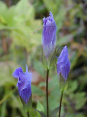 Gentiana crinita (Fringed Gentian) Perennial wildflowers Seeds ! - Caribbeangardenseed
