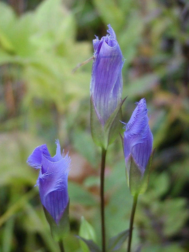 Gentiana crinita (Fringed Gentian) Perennial wildflowers Seeds ! - Caribbeangardenseed