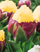 ICE CREAM BANANA Tulip (Bulbs) FALL PLANTING - Caribbeangardenseed