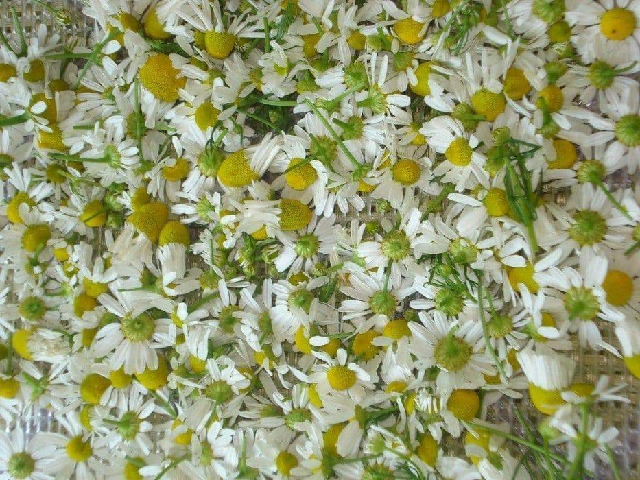 German Chamomile Herb Seeds(Matricaria Recutita) Open pollinated Garden Herb - Caribbeangardenseed