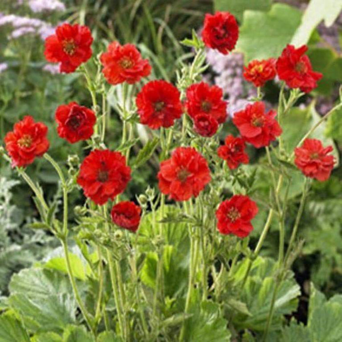 Geum Seeds ,Avens AKA Mrs Bradshaw,BRIGHT RED Perennial flowers seeds - Caribbeangardenseed