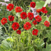 Geum Seeds ,Avens AKA Mrs Bradshaw,BRIGHT RED Perennial flowers seeds - Caribbeangardenseed