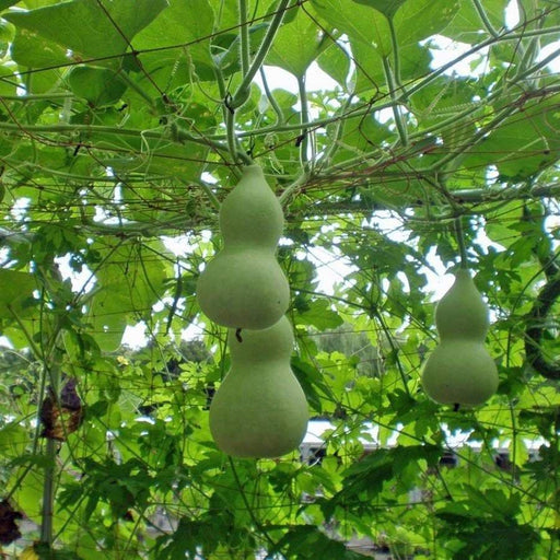 Giant Bottle Gourd, Lagenaria leucantha var gourda, For ornamental use only. - Caribbeangardenseed