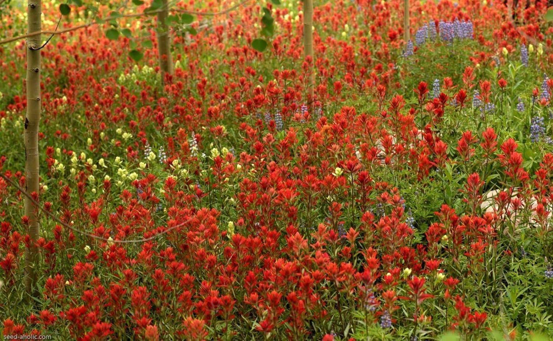 Giant Red Indian Paintbrush Seeds - Caribbeangardenseed