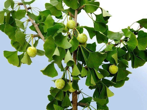 GINKGO biloba Seeds "Maidenhiar tree" Can make an excellent bonsai - Caribbeangardenseed