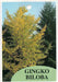 GINKGO biloba Seeds "Maidenhiar tree" Can make an excellent bonsai - Caribbeangardenseed