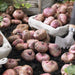 Gladiolus bulbs (corms) - Mix color. (10 Bulbs),Summer flowering, - Caribbeangardenseed